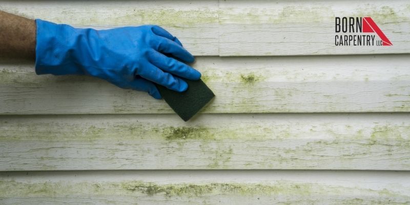Presence of Mold On The Surface Of The Siding